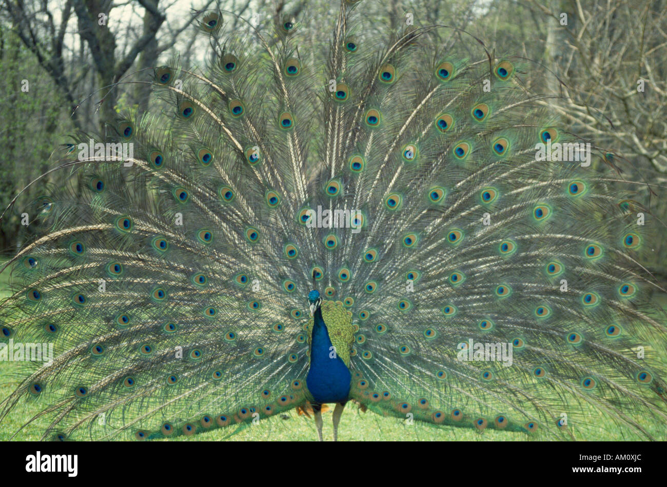 BIRDS Peacock Feathers Stock Photo