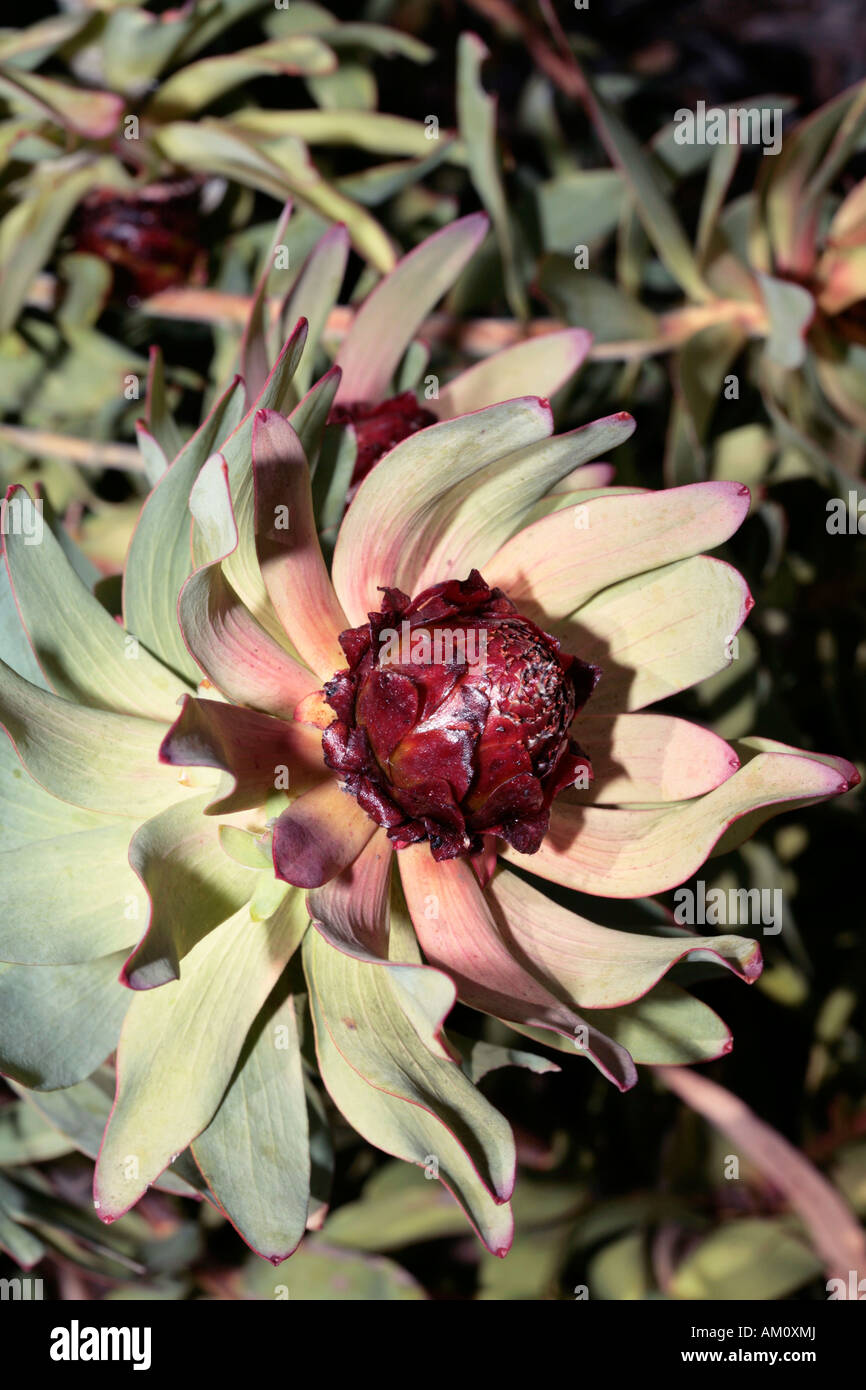 Leucadendron tinctum flower - Spicy Conebush-Family Protaceae and group of Leucadendrons called the Sun Conebushes-Status Rare Stock Photo