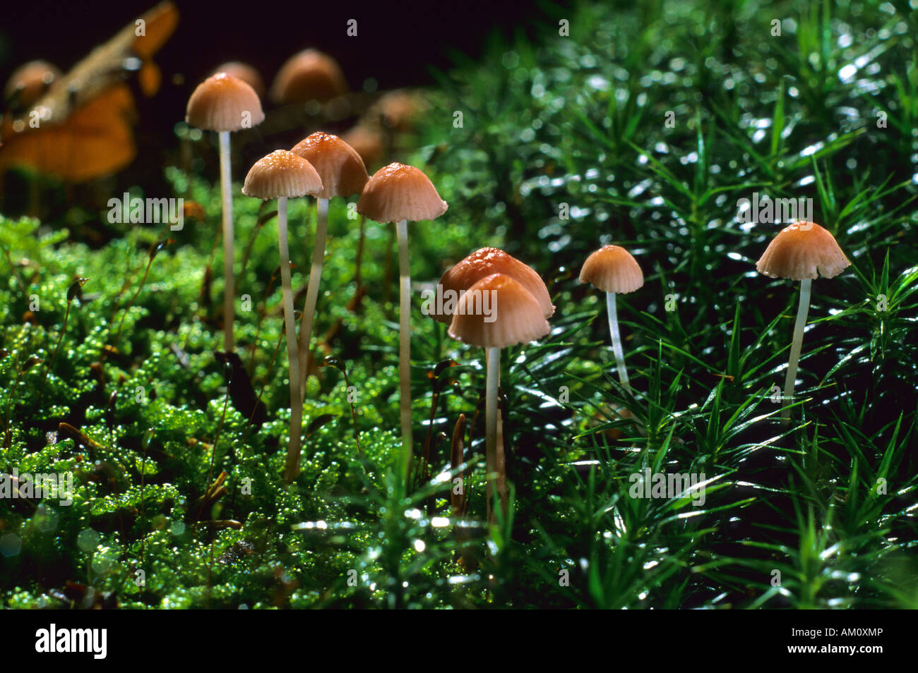 Mycena rosella Stock Photo