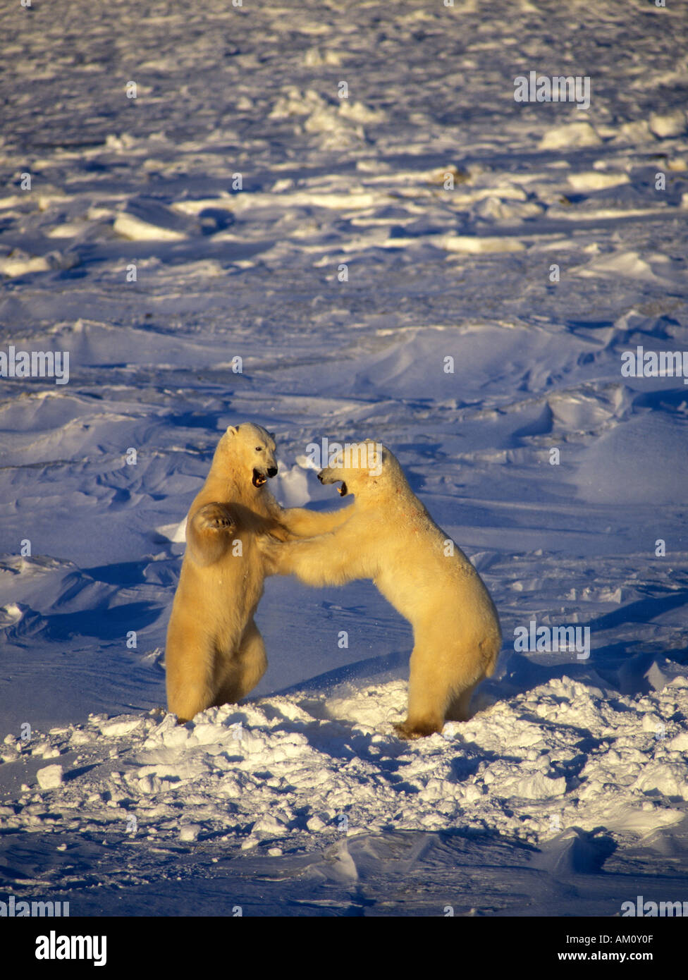 Male Polar Bears (Ursus maritimus) play fighting.  Wapusk National Park, Hudson Bay, Manitoba, Canada. Stock Photo