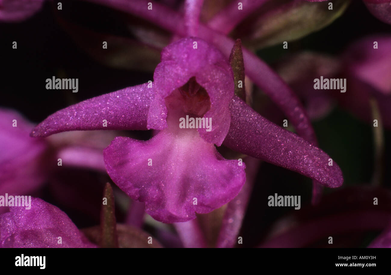 Fragrant Orchid (Gymnadenia conopsea) Stock Photo