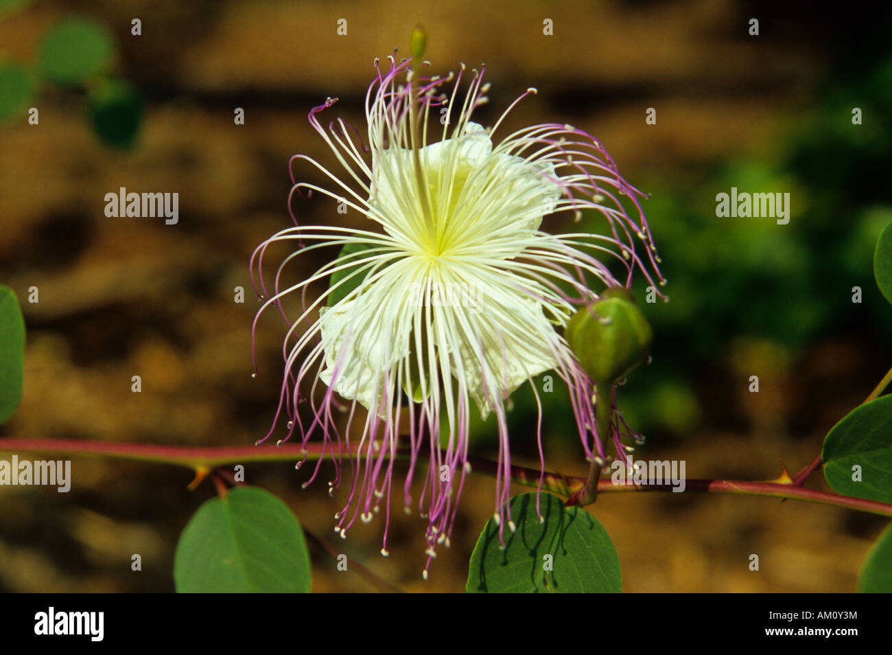 Caper blossom (Capparis spinosa) Stock Photo