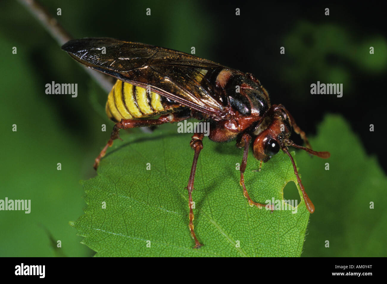 Sawfly (Cimbex lutea) Stock Photo