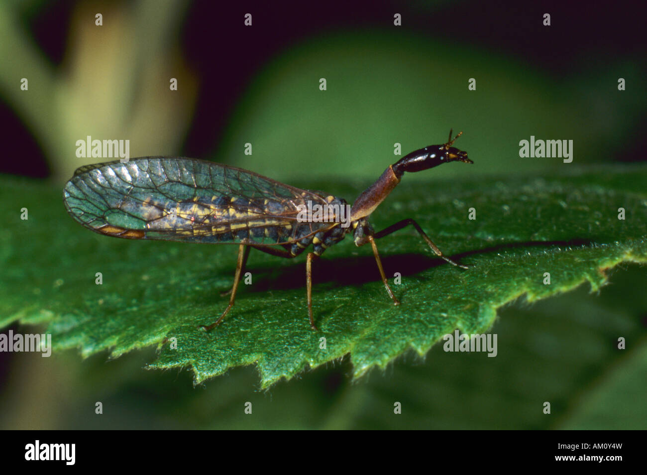 Snakefly (Raphidia notata) Stock Photo