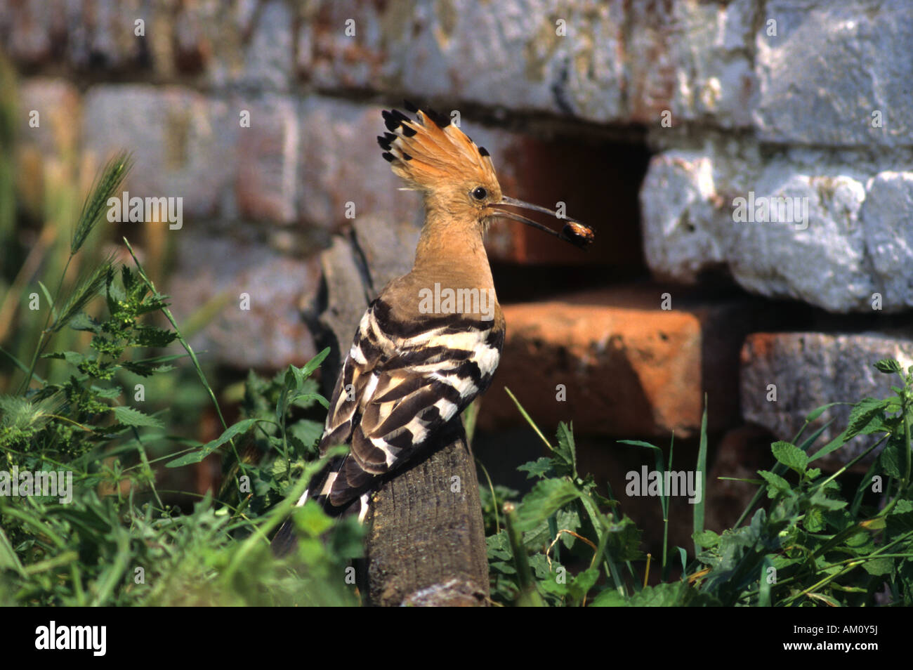 Hoopoe (Upupa epops) with food, Hortobagy, Puszta, Hungary Stock Photo