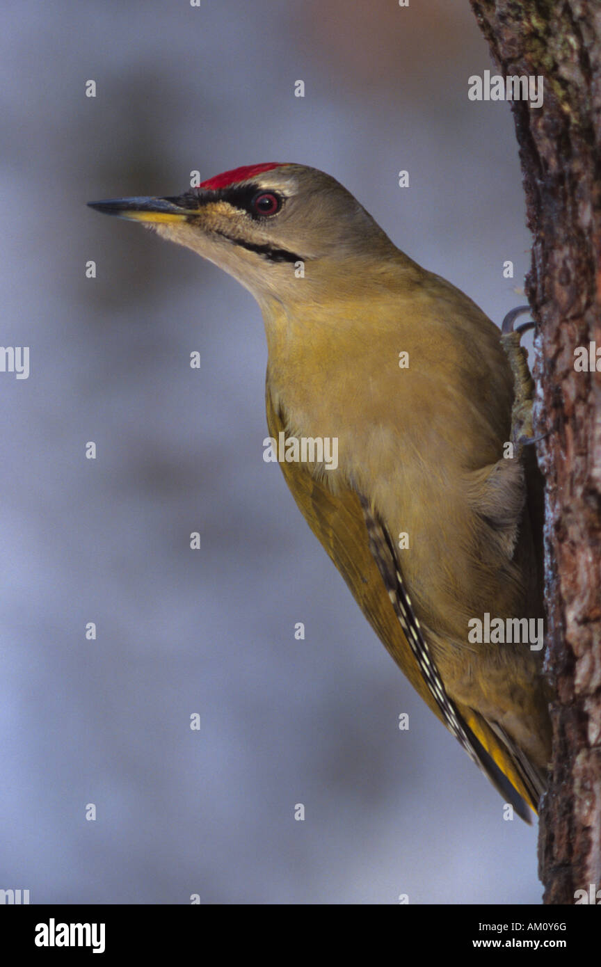 Grey-headed woodpecker (Picus canus) Stock Photo