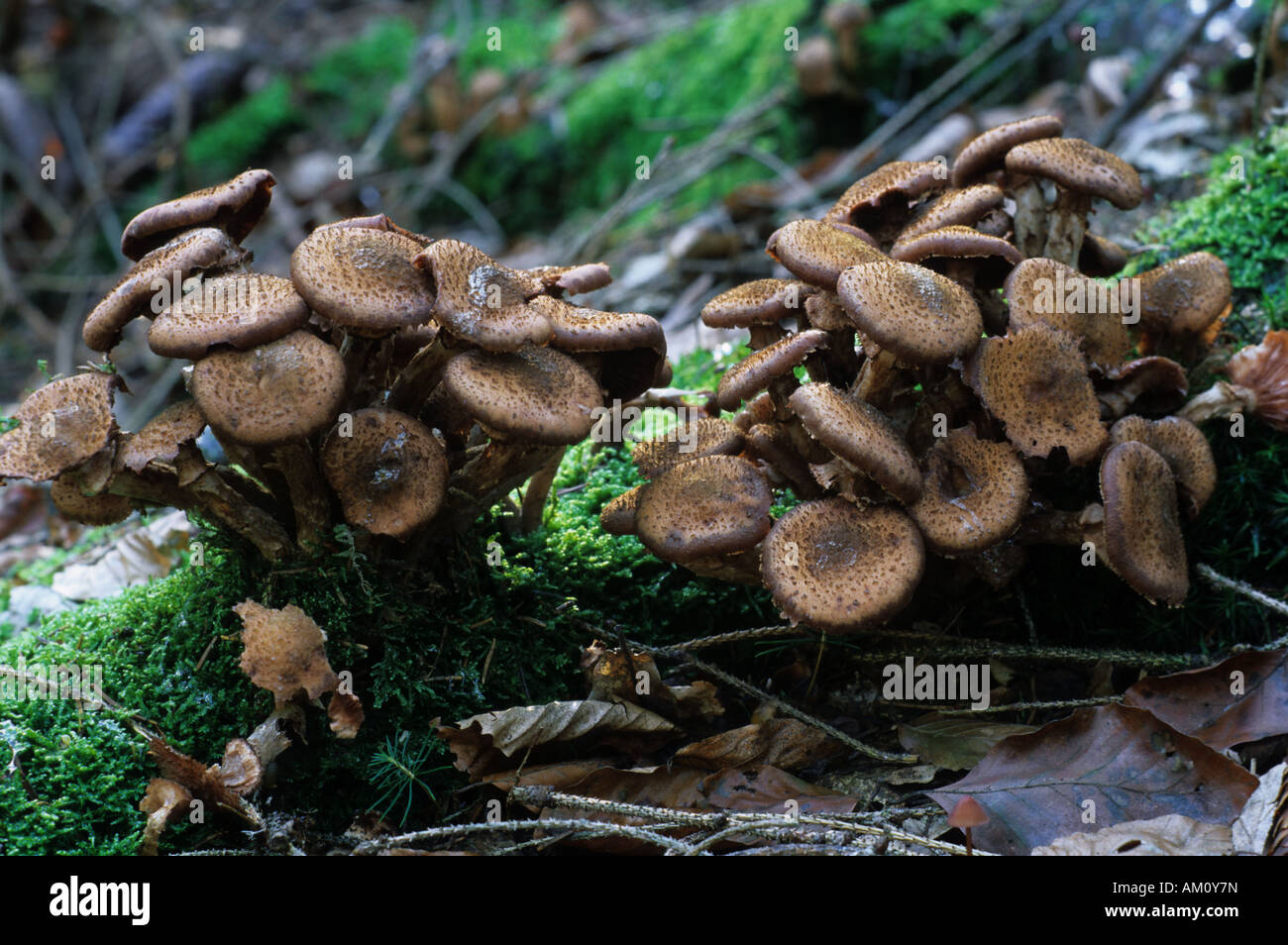 Honey fungus [genus Armillaria] Stock Photo