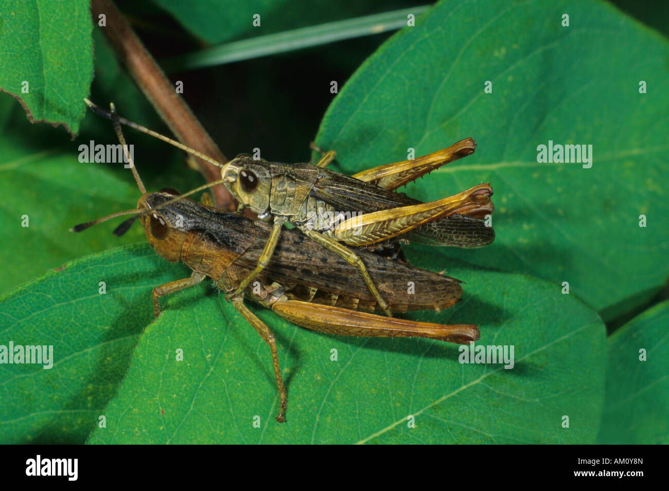 Rufous grasshopper [Gomphocerippus rufus] Stock Photo