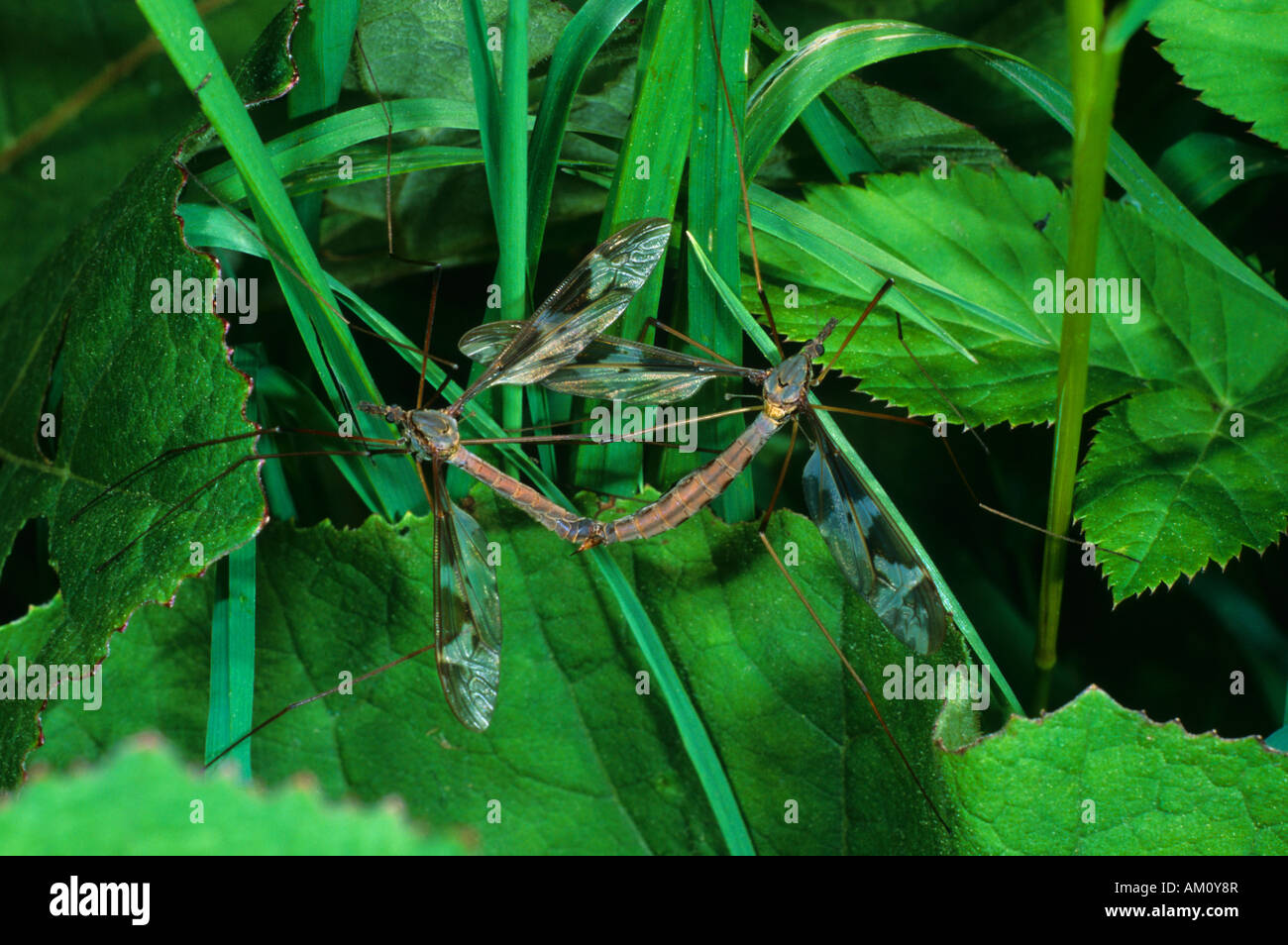 Crane Fly (Tipula maxima), Diptera Stock Photo