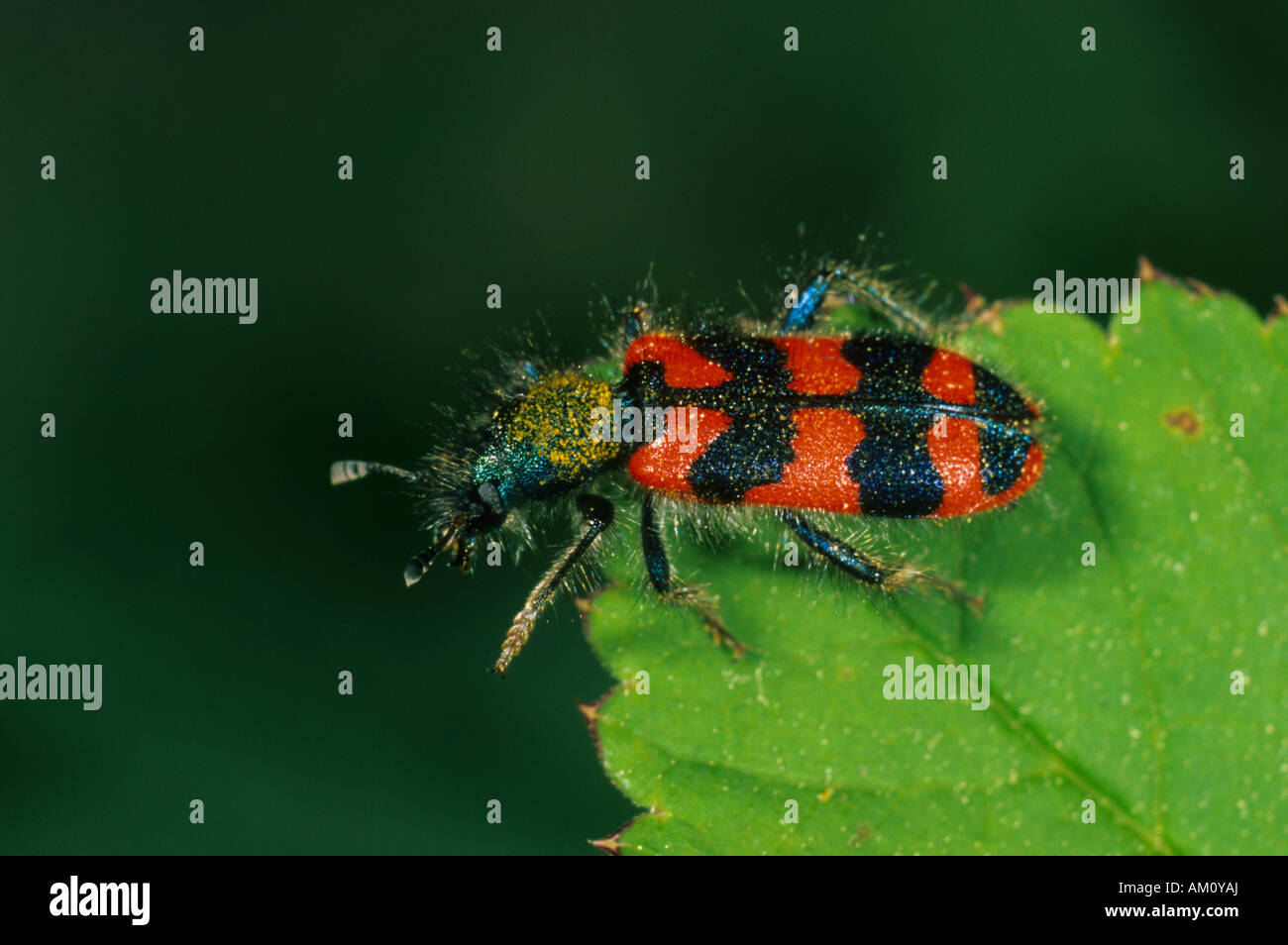 Bee beetle, Trichodes alvearius Stock Photo