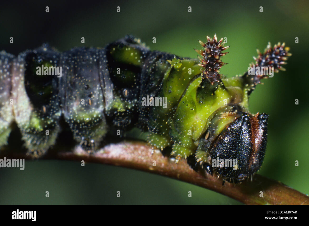 Limenitis populi, caterpillar, portrait Stock Photo