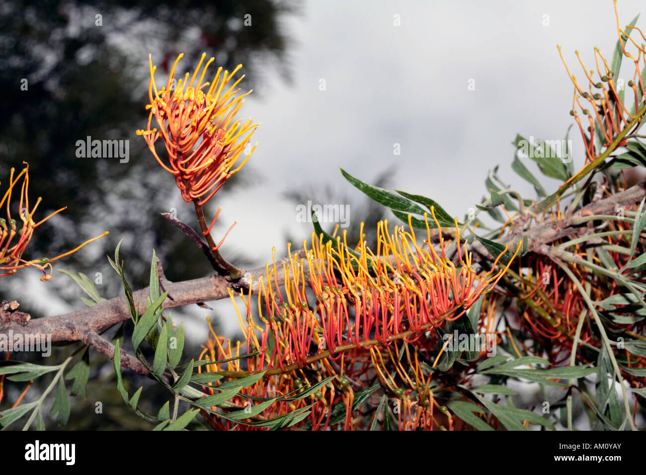 Closeup of Silky Oak/Southern Silky Oak/Australian Silver Oak flower