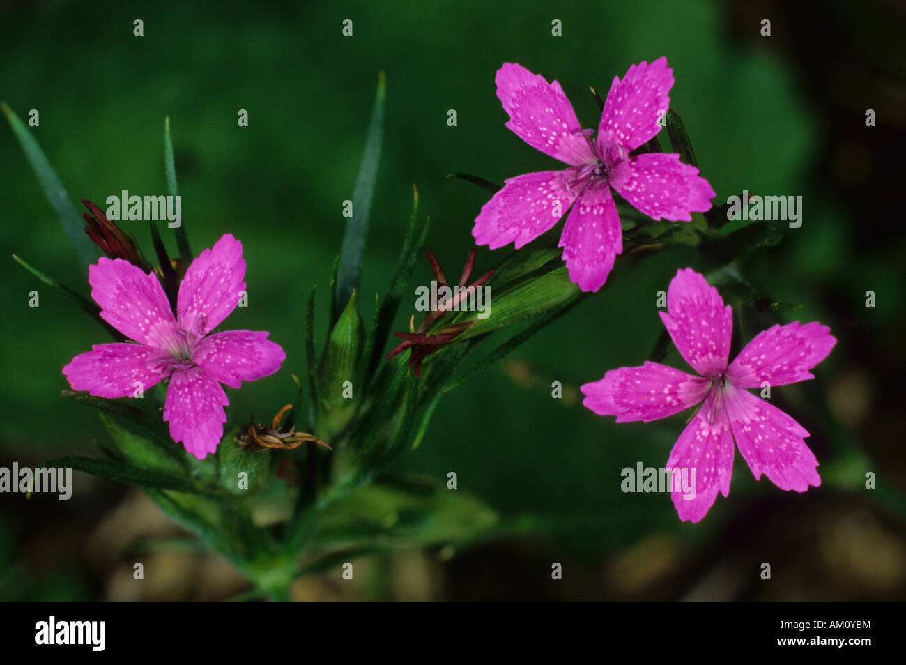 Dianthus armeria Stock Photo
