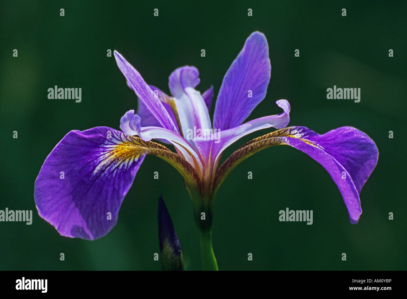 Iris (Iris sibirica) Stock Photo