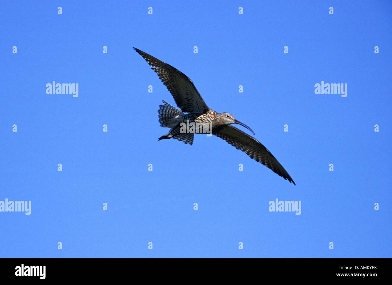 Eurasian Curlew, Numenius arquata Stock Photo