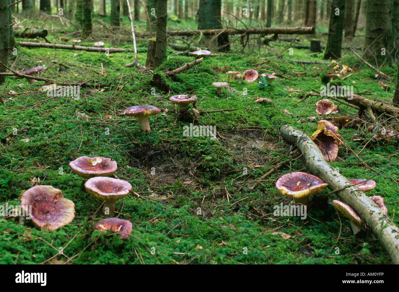 Russula olivacea, in a fir forest Stock Photo