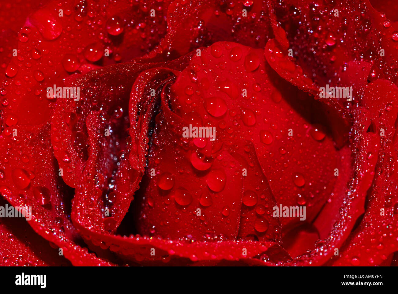 Rose with waterdrops Stock Photo