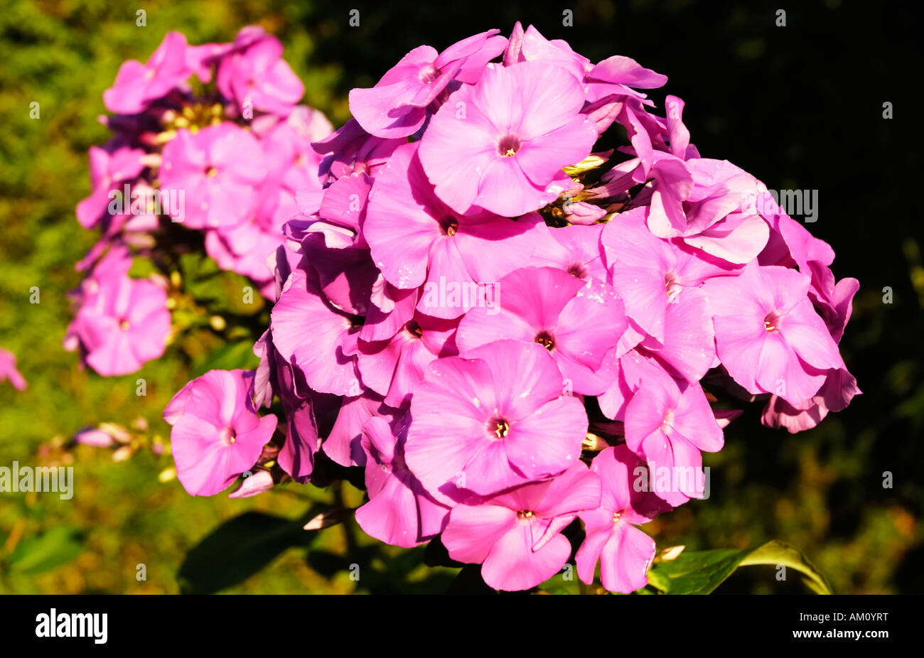 Pink flower of phlox paniculata, Polemoriaceae growing in rustic garden Stock Photo
