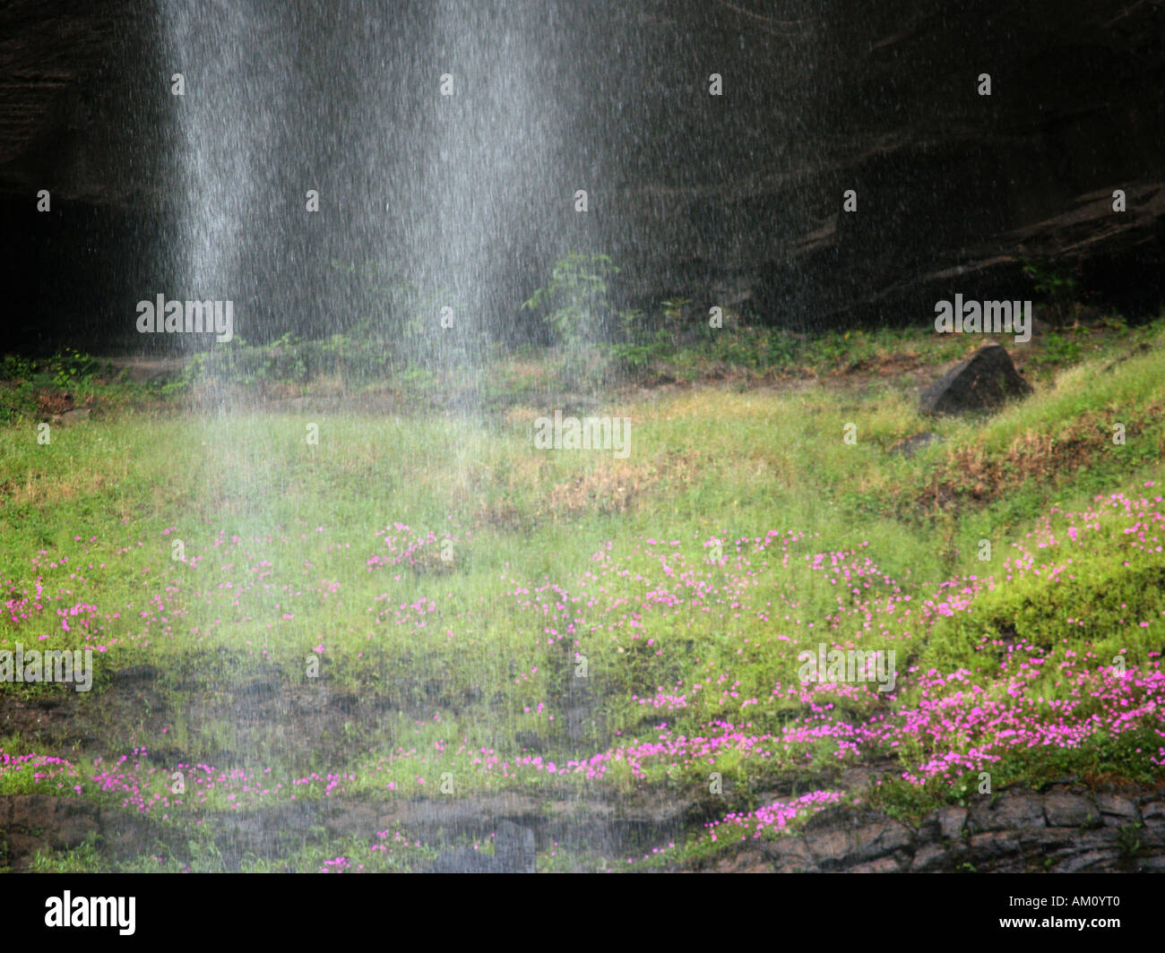 flowers in the mist Stock Photo Alamy