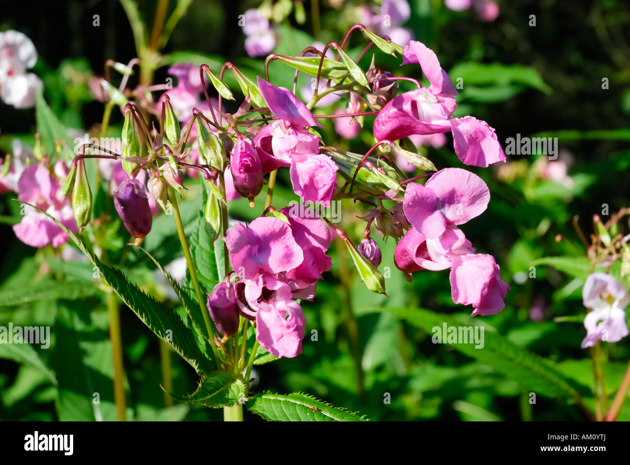Impatiens glanulifera, Balsaminaceae imported pest displacing endemic species in many places Stock Photo
