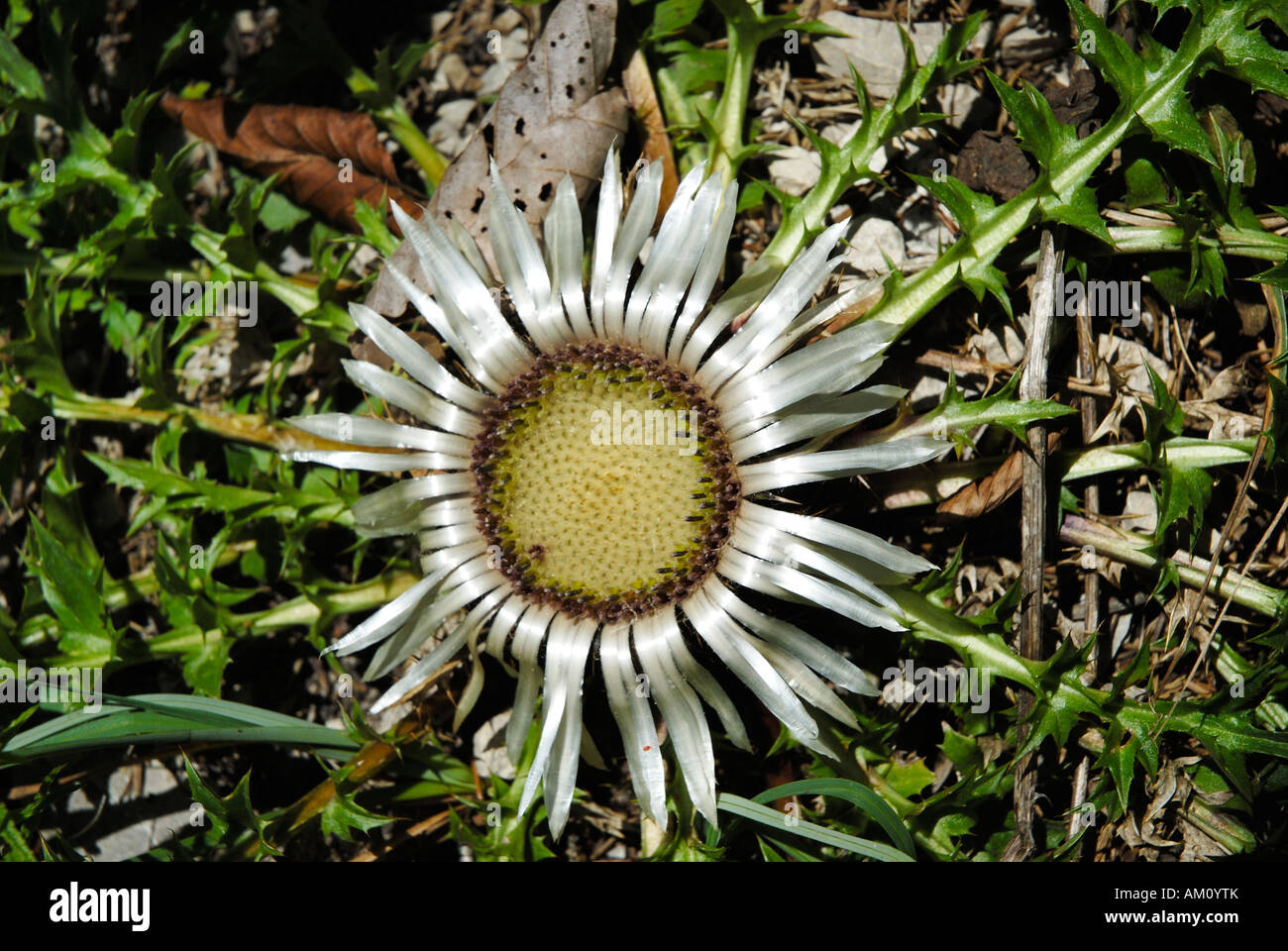 Flowers of alpine thistle, Carlina acaulis, Asteraceae Stock Photo
