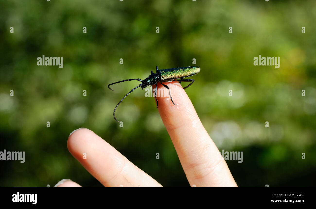 Gorgeous beetle, aromica moschata crawling on the tips of a child´s fingers Stock Photo