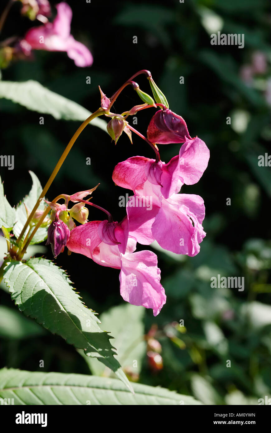 Impatiens glanulifera, Balsaminaceae imported pest displacing endemic species in many places Stock Photo