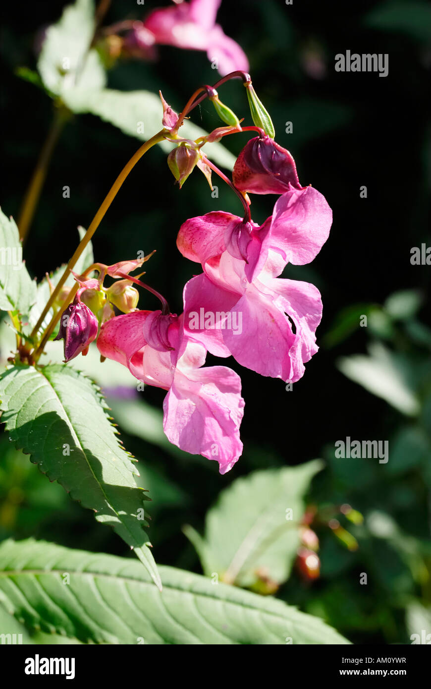 Impatiens glanulifera, Balsaminaceae imported pest displacing endemic species in many places Stock Photo