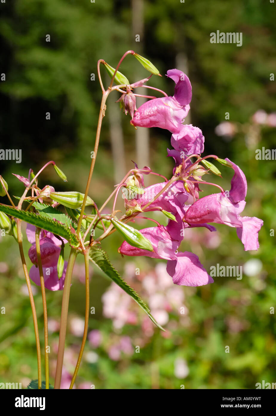 Impatiens glanulifera, Balsaminaceae imported pest displacing endemic species in many places Stock Photo