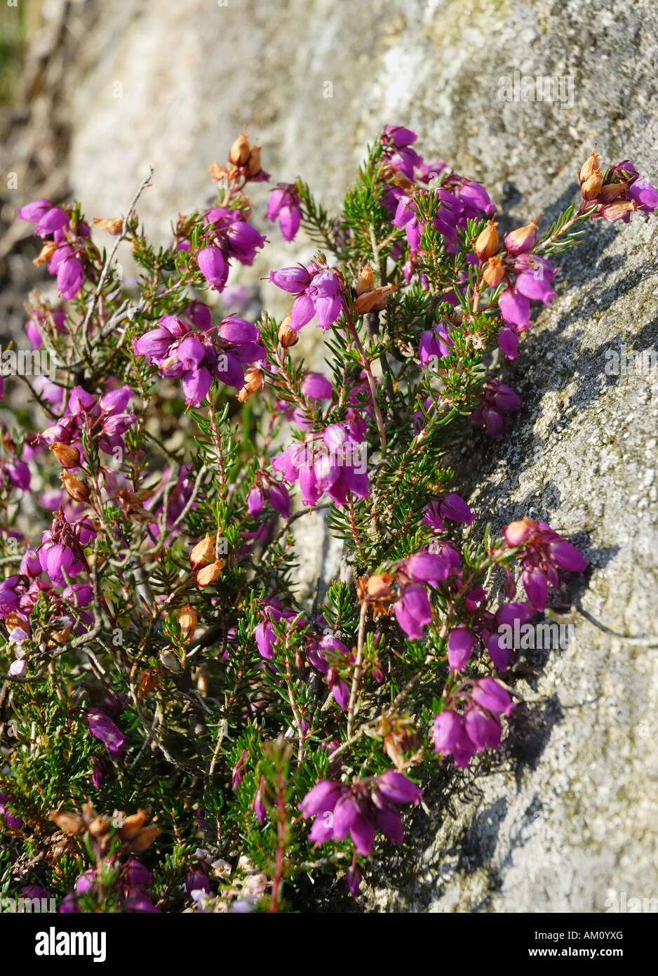 Flowering heath is growing close to granite rock; Ireland Stock Photo