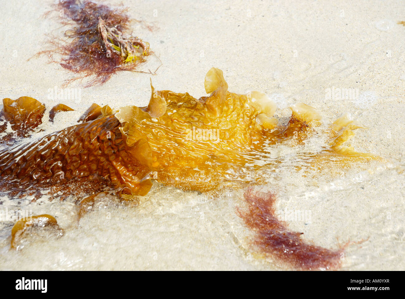Deatial view of kelp leaf displaying shrivelled surface on atlanic sand beach, Ireland Stock Photo