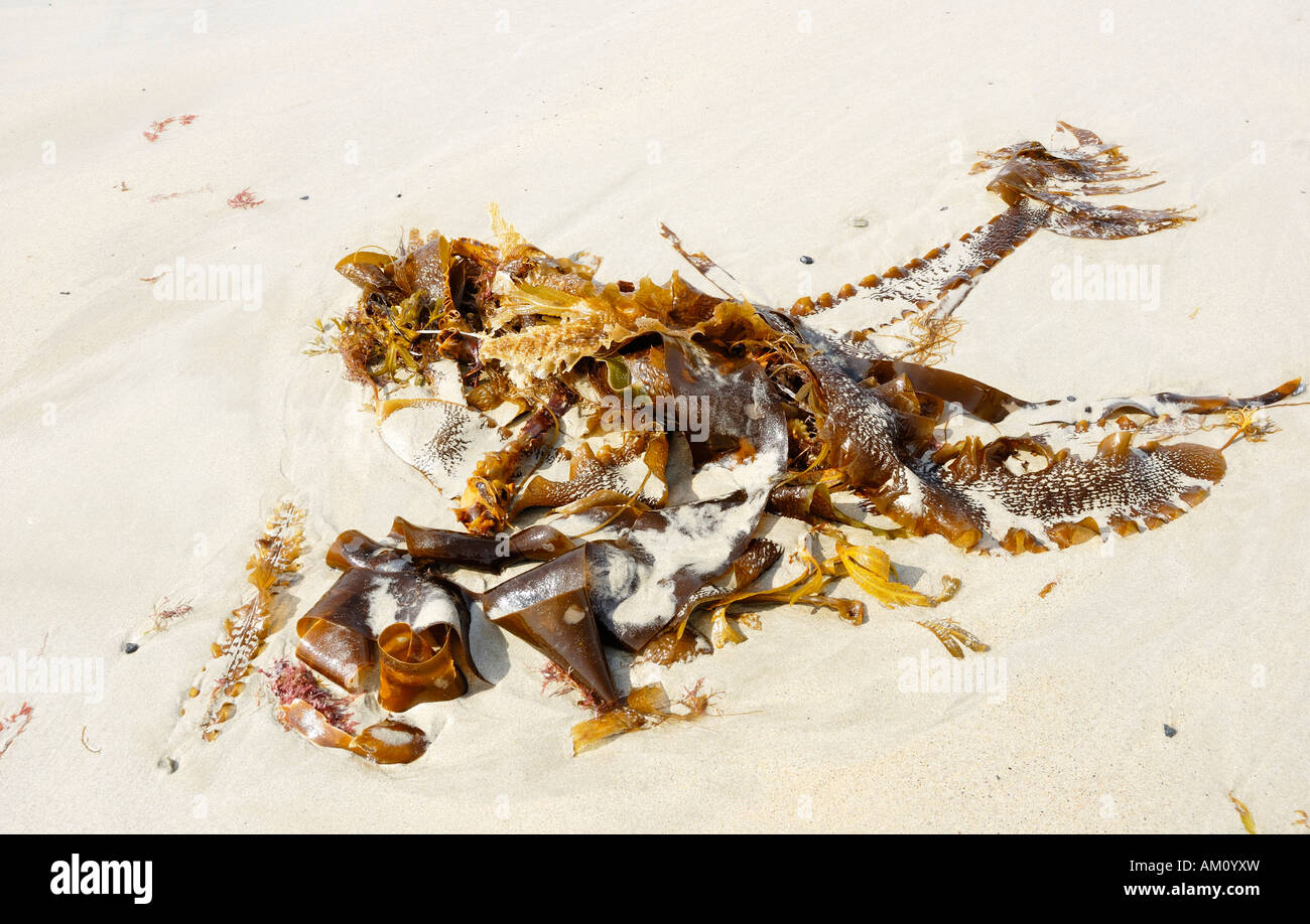 Ribbon shaped leaves of stranded kelp on sandy beach at the Atlanic coast of Donegal, Ireland Stock Photo