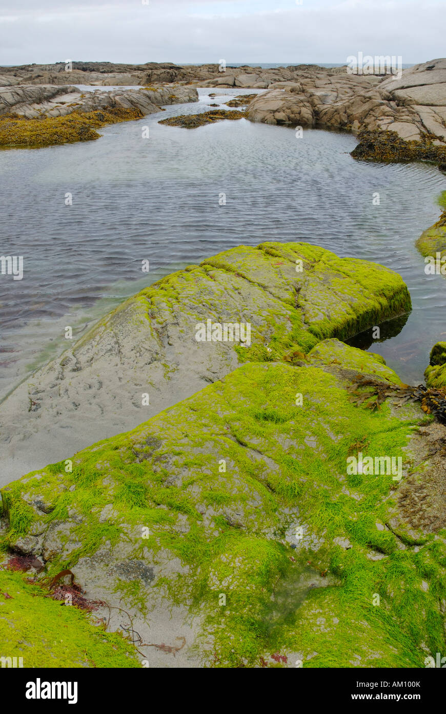 Tidal ponds at the Atlanic coast of Donegal at low tide with granite rocks covered by llight green algae, Ireland Stock Photo