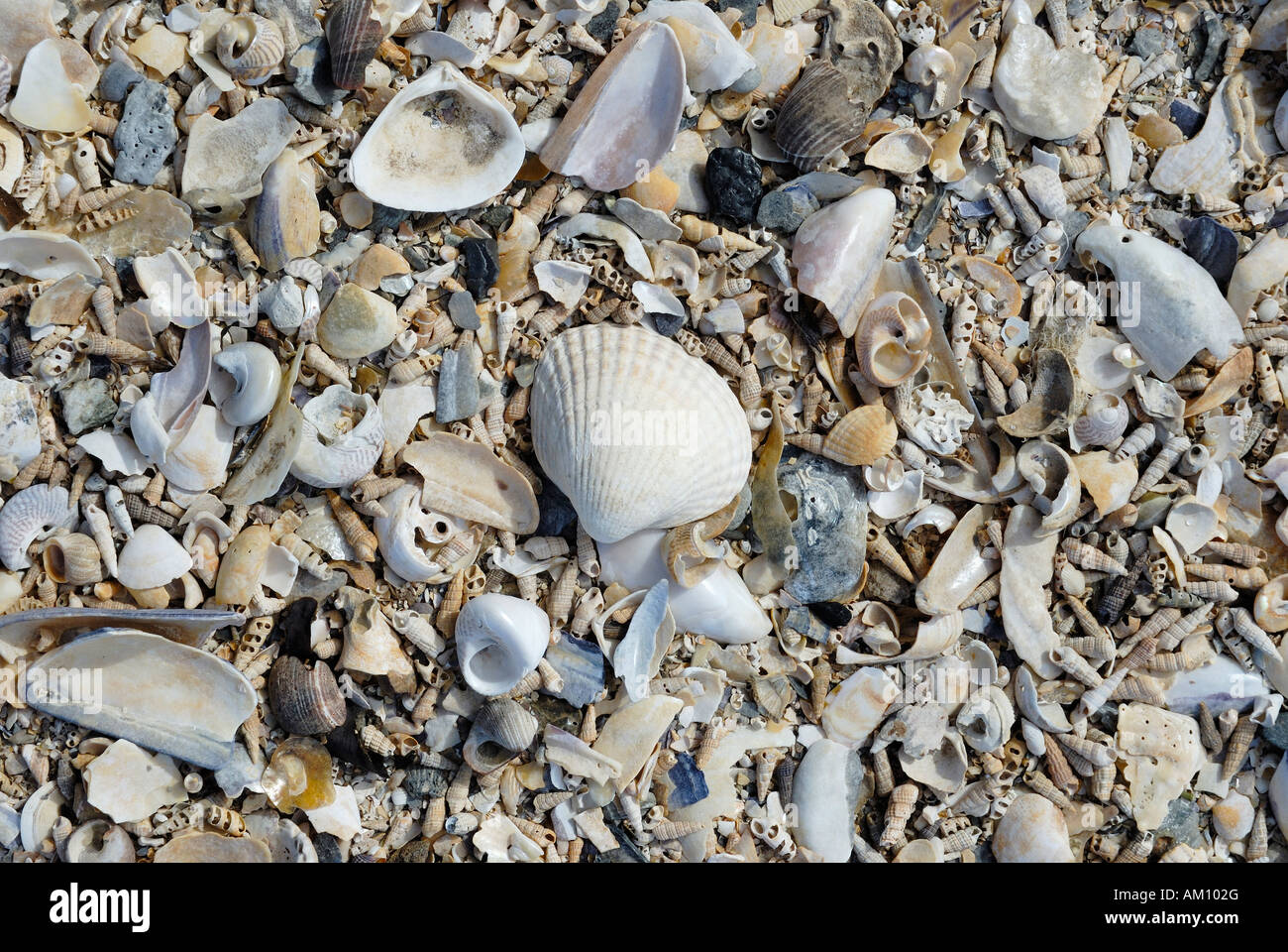 Masses of empty shells assembled by the surf Stock Photo