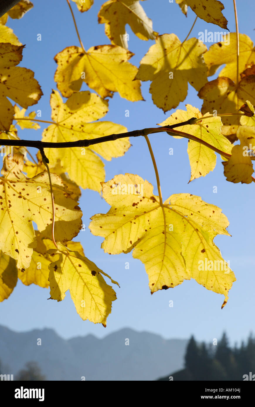 Maple leaves in autumnal colours Stock Photo