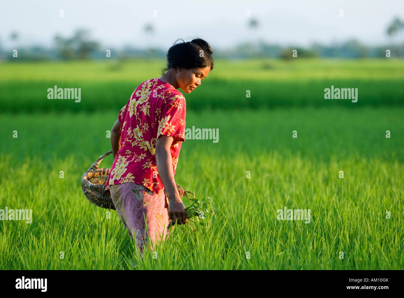 Farmers woman in a rice field, Takeo Province, Cambodia Stock Photo