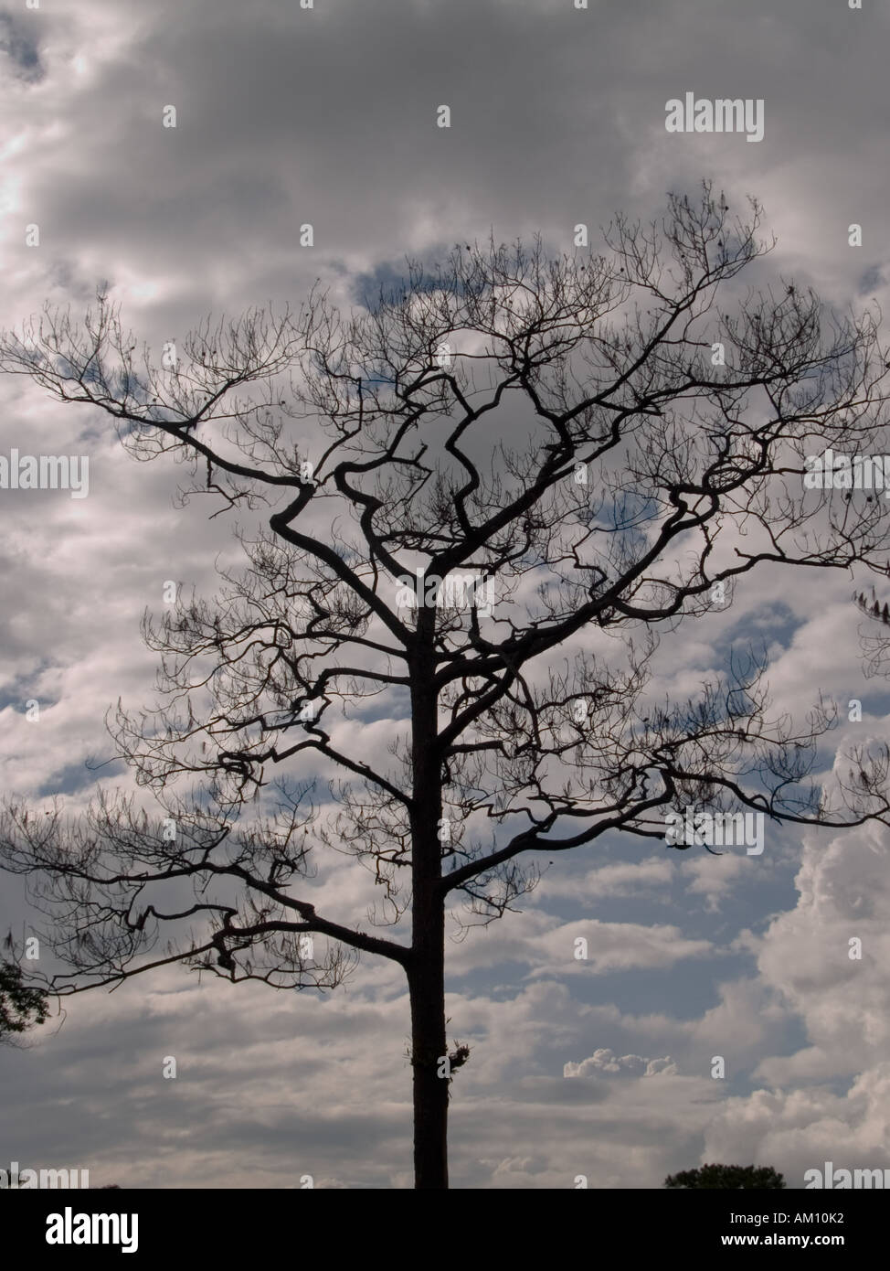 Lone Tree Sky Stock Photo