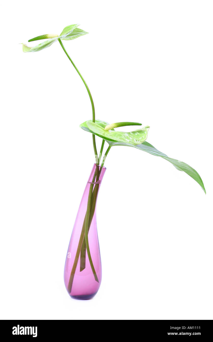 Peace lily in vase Stock Photo Alamy