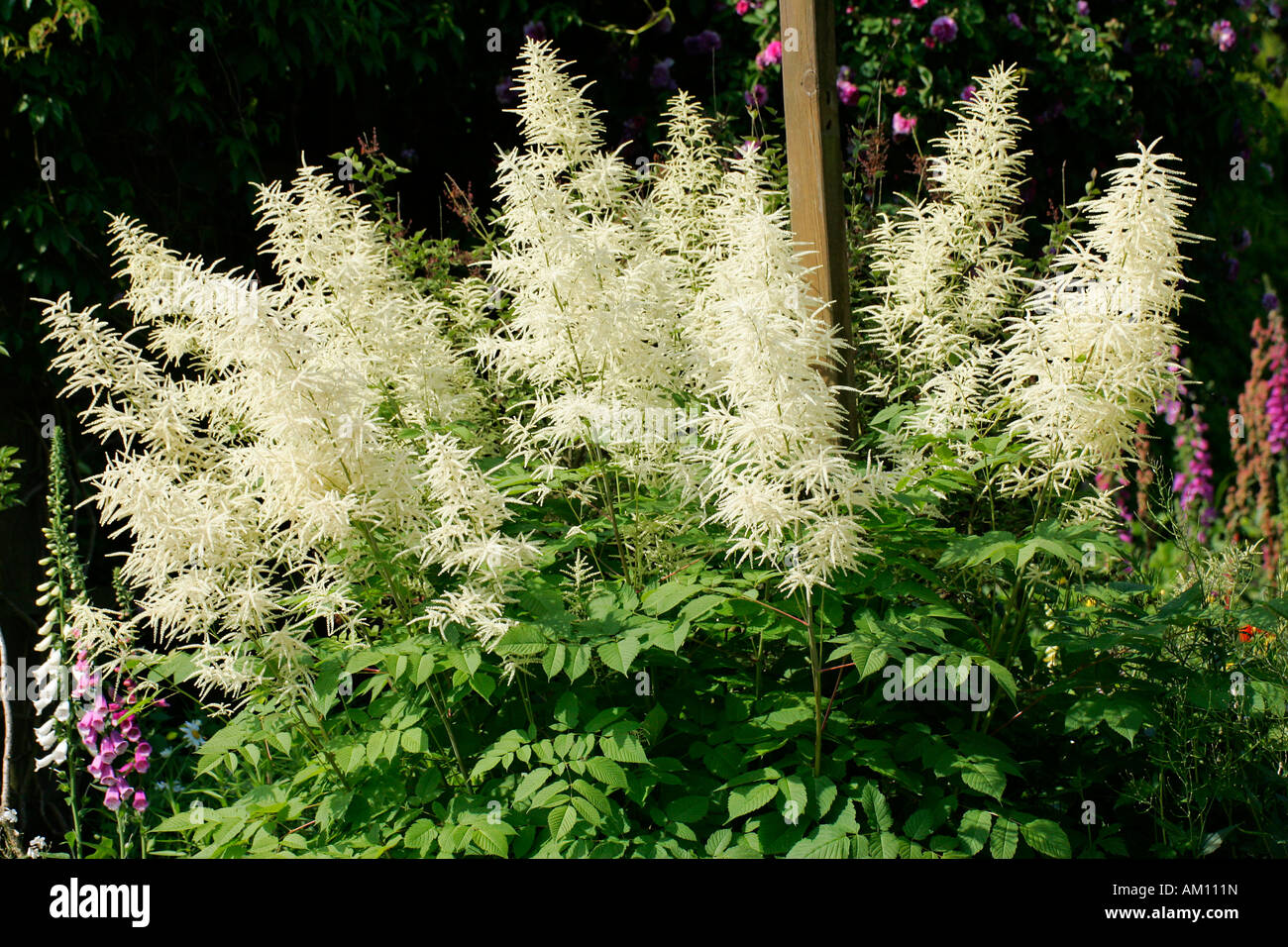 Aruncus Dioicus Garden High Resolution Stock Photography and Images Alamy