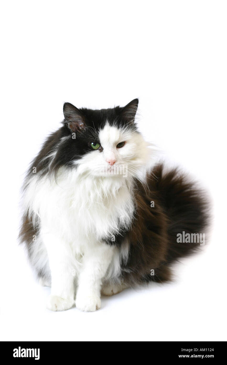 Norwegian Forest Cat Stock Photo