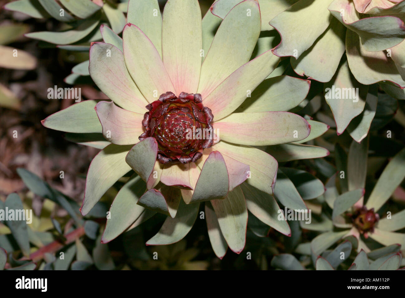 Leucadendron tinctum flower - Spicy Conebush-Family Protaceae and group of Leucadendrons called the Sun Conebushes-Status Rare Stock Photo