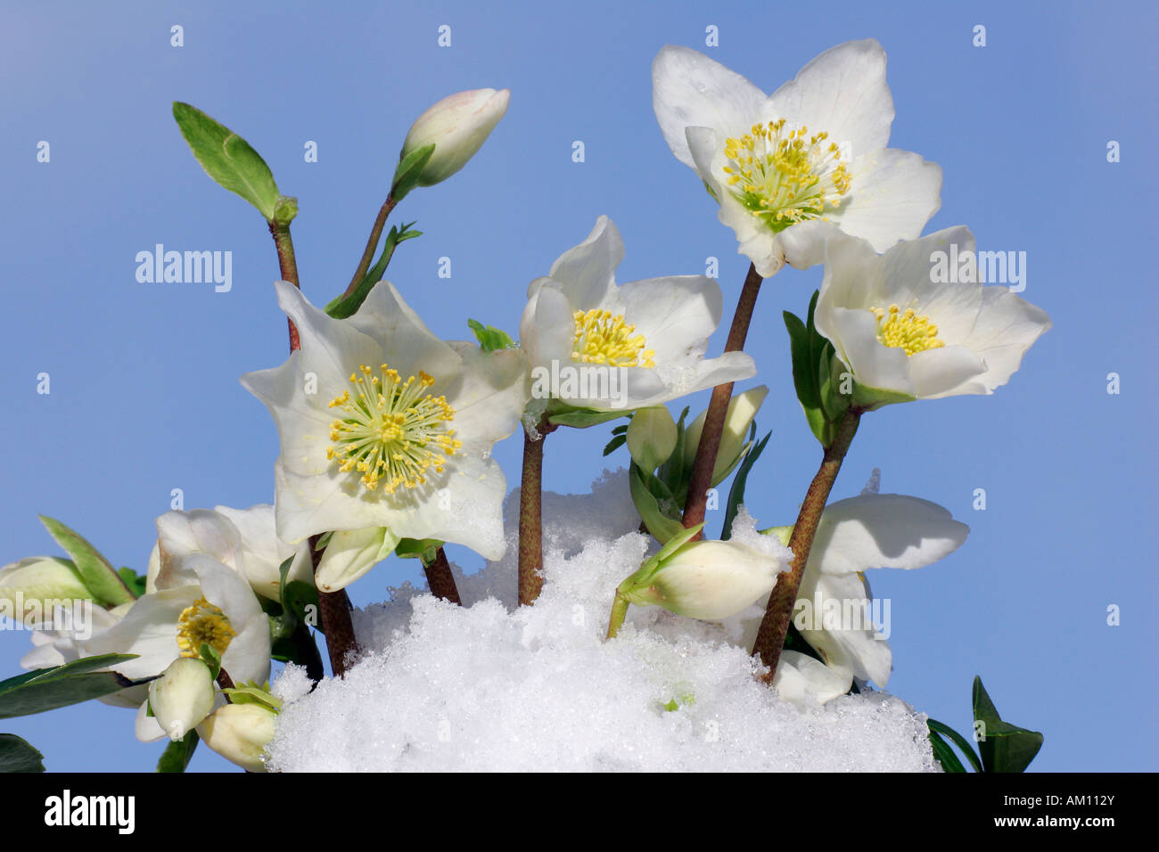 Flowering christmas rose in snow (Helleborus niger hybrid) Stock Photo