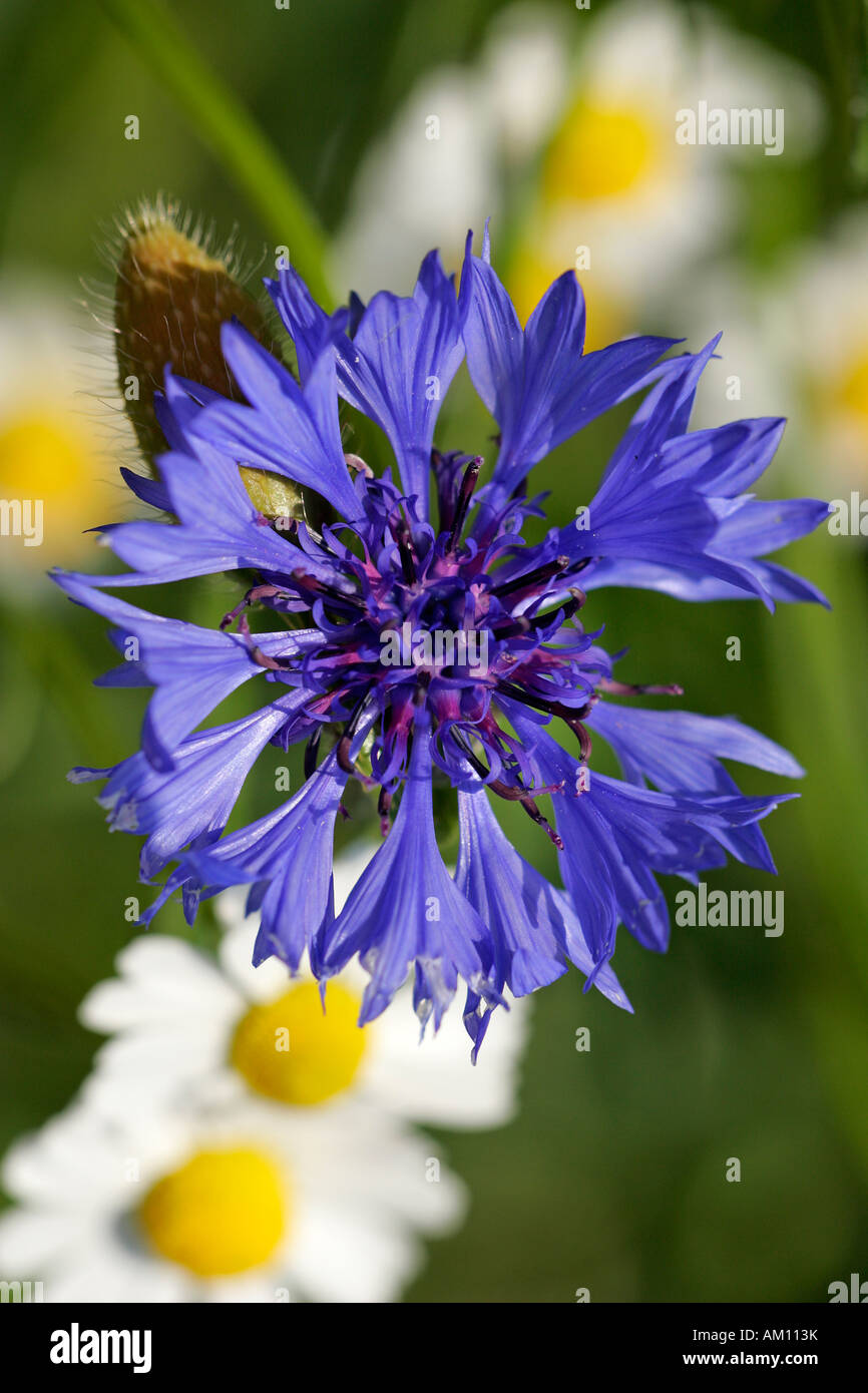 Feldblumen hires stock photography and images Alamy
