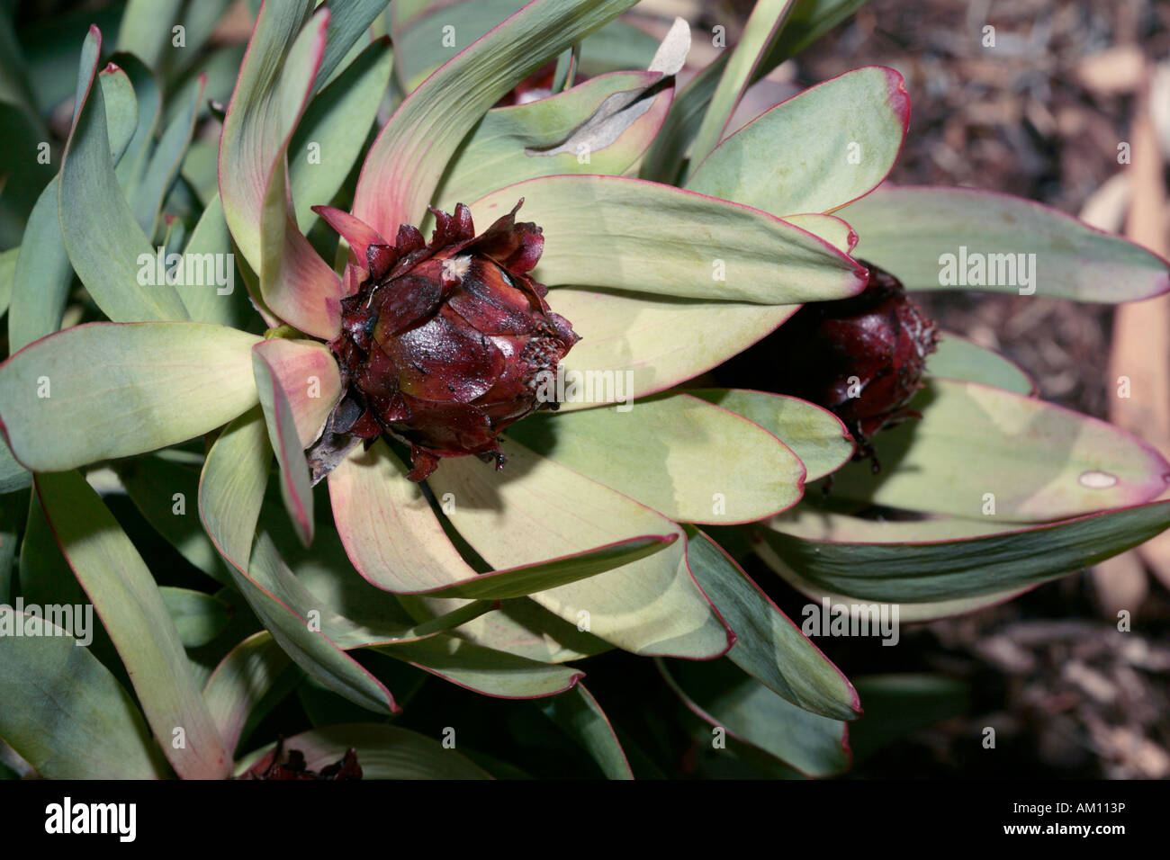 Leucadendron tinctum flower - Spicy Conebush-Family Protaceae and group of Leucadendrons called the Sun Conebushes-Status Rare Stock Photo