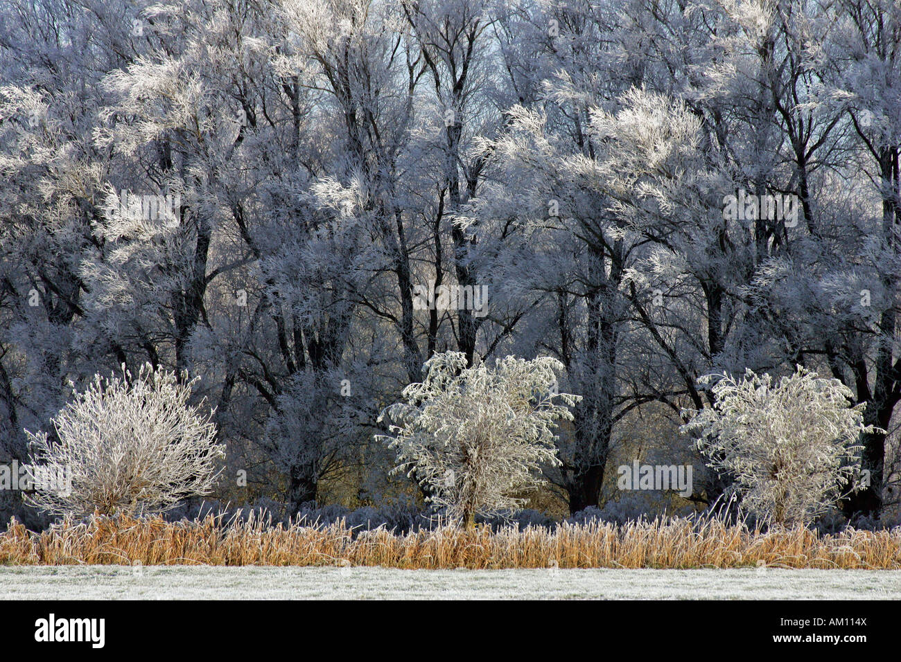 Landscape and trees covered with hoarfrost in winter - Schleswig-Holstein, Germany, Europe Stock Photo