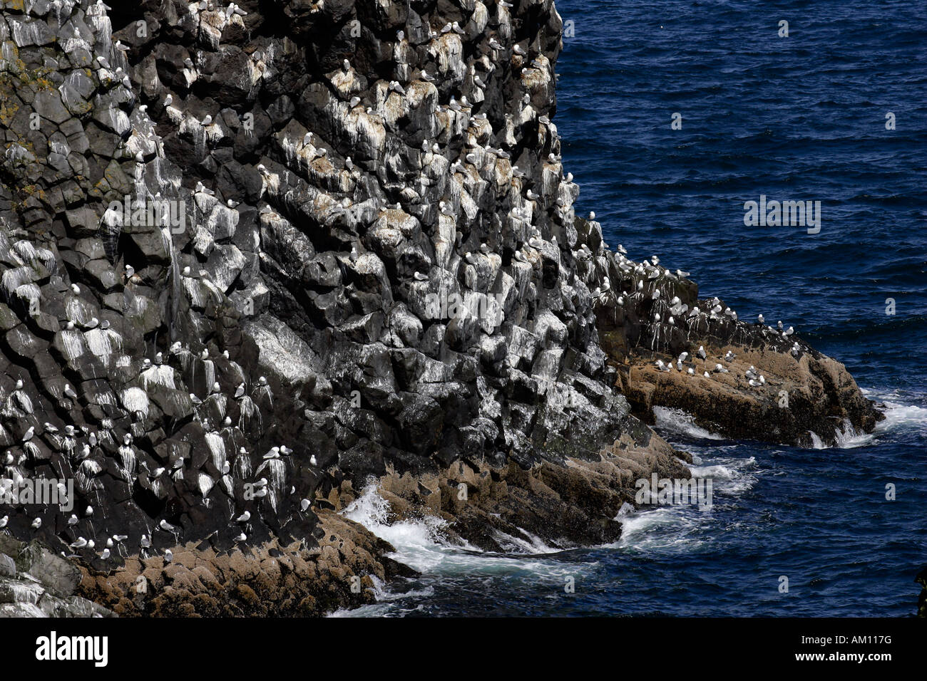 Basalt rocks with kittiwakes (Larus tridactylus) - breeding colony at the volcanic coast of Iceland - Snaefellsnes peninsula, I Stock Photo