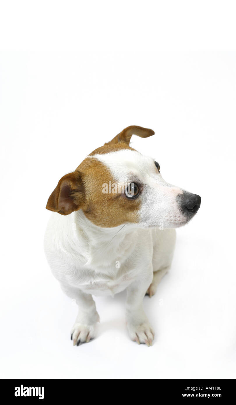 Why Do Dogs Go On Their Backs When Guilty