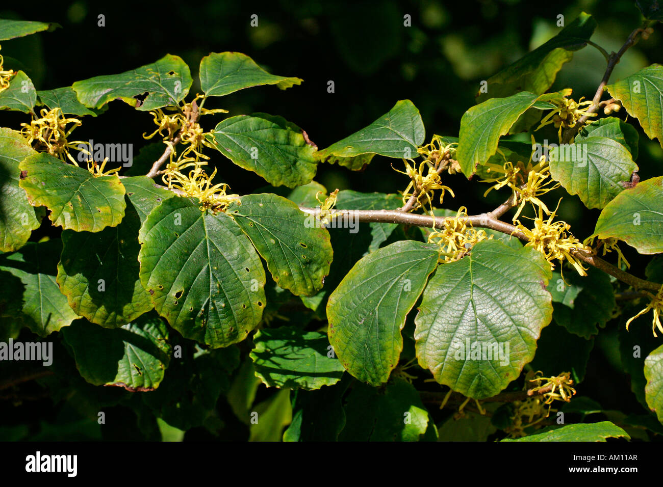 Flowering american witch hazel - medicinal plant (Hamamelis virginiana) Stock Photo