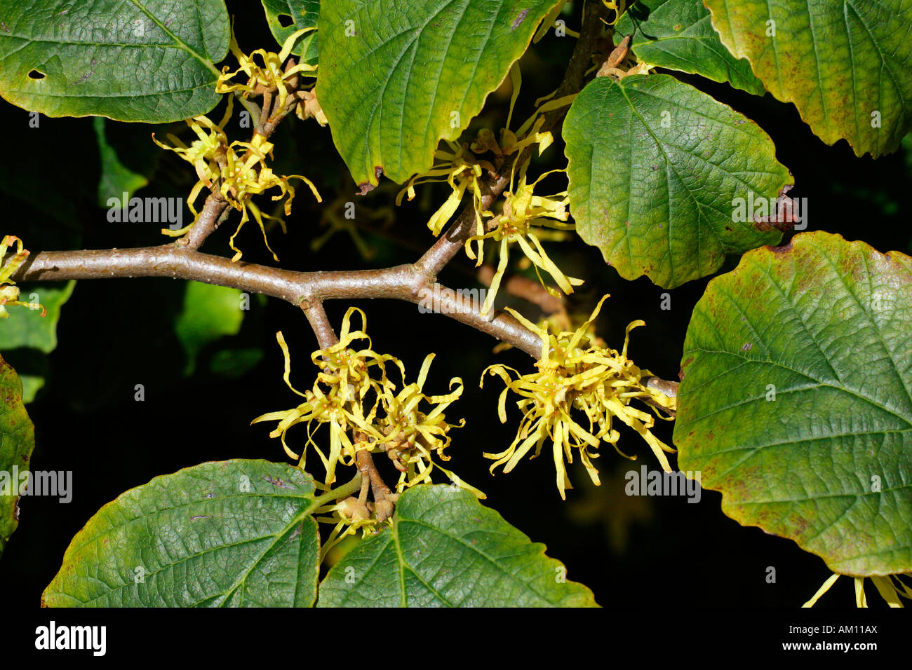 Flowering american witch hazel - medicinal plant (Hamamelis virginiana) Stock Photo
