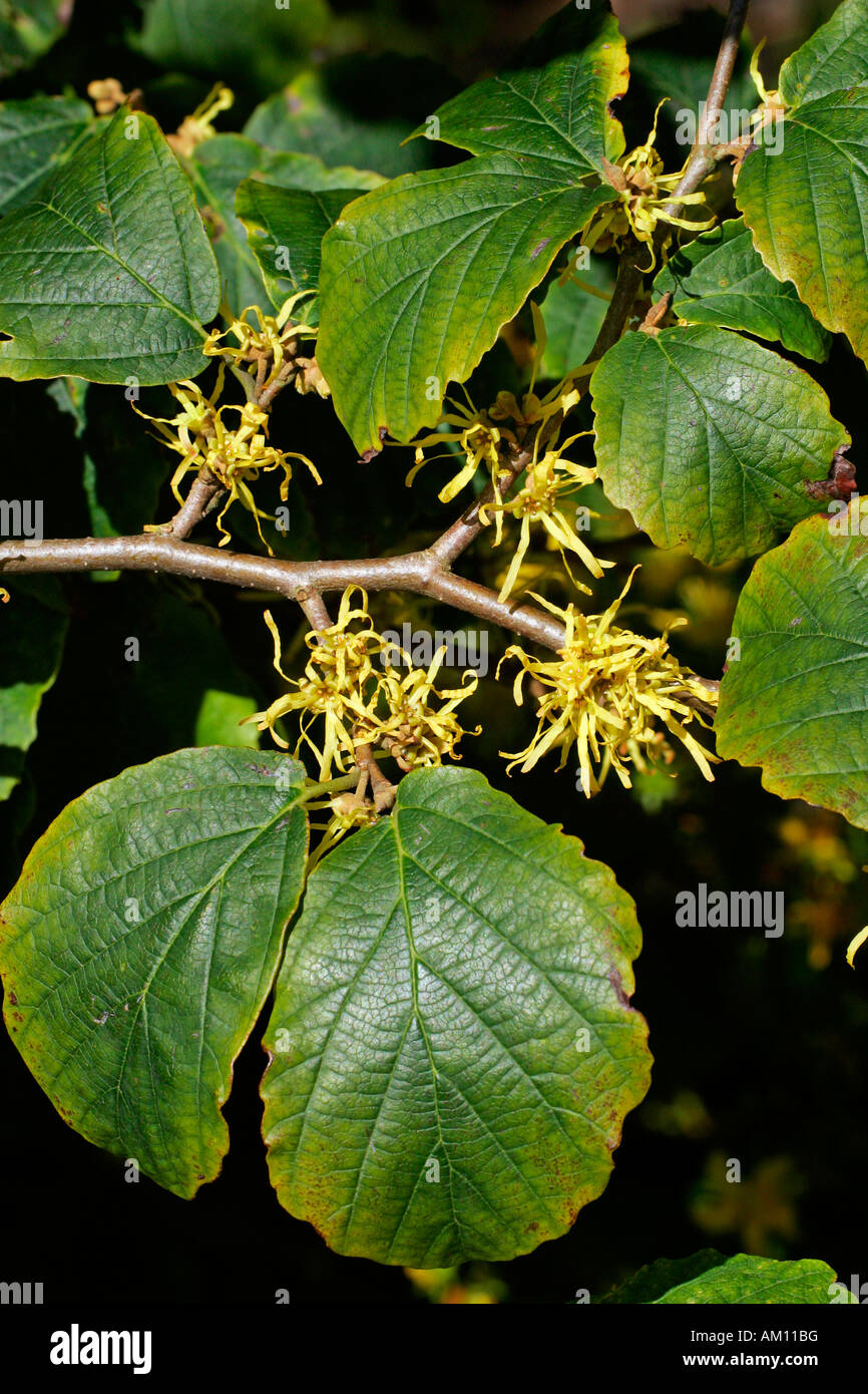 Flowering american witch hazel - medicinal plant (Hamamelis virginiana) Stock Photo